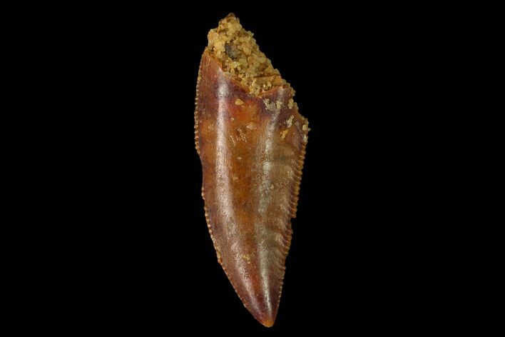 Serrated, Raptor Tooth - Real Dinosaur Tooth #152485